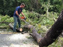 Best Tree Removal Service  in Waukesha, WI