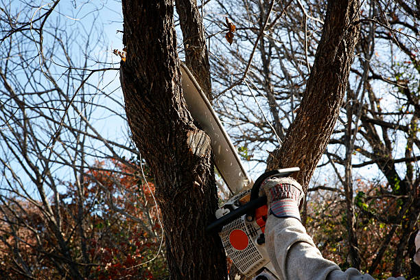 Professional Tree Services in Waukesha, WI